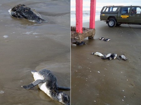 Mais de 500 pinguins aparecem mortos no litoral do RS, diz UFRGS